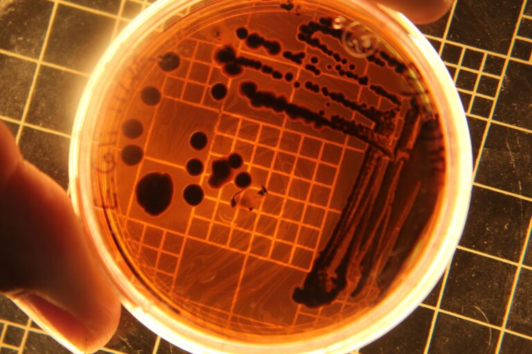 bactérie E coli résistante aux antibiotiques