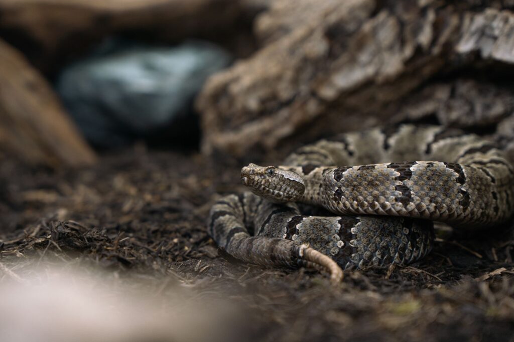 serpent venimeux