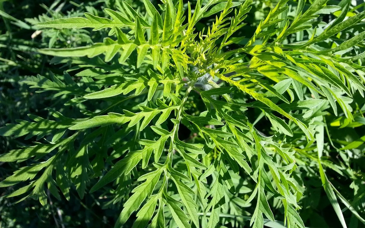 Allergies saisonnières chez l'enfant ou rhume à répétition, comment ne plus confondre