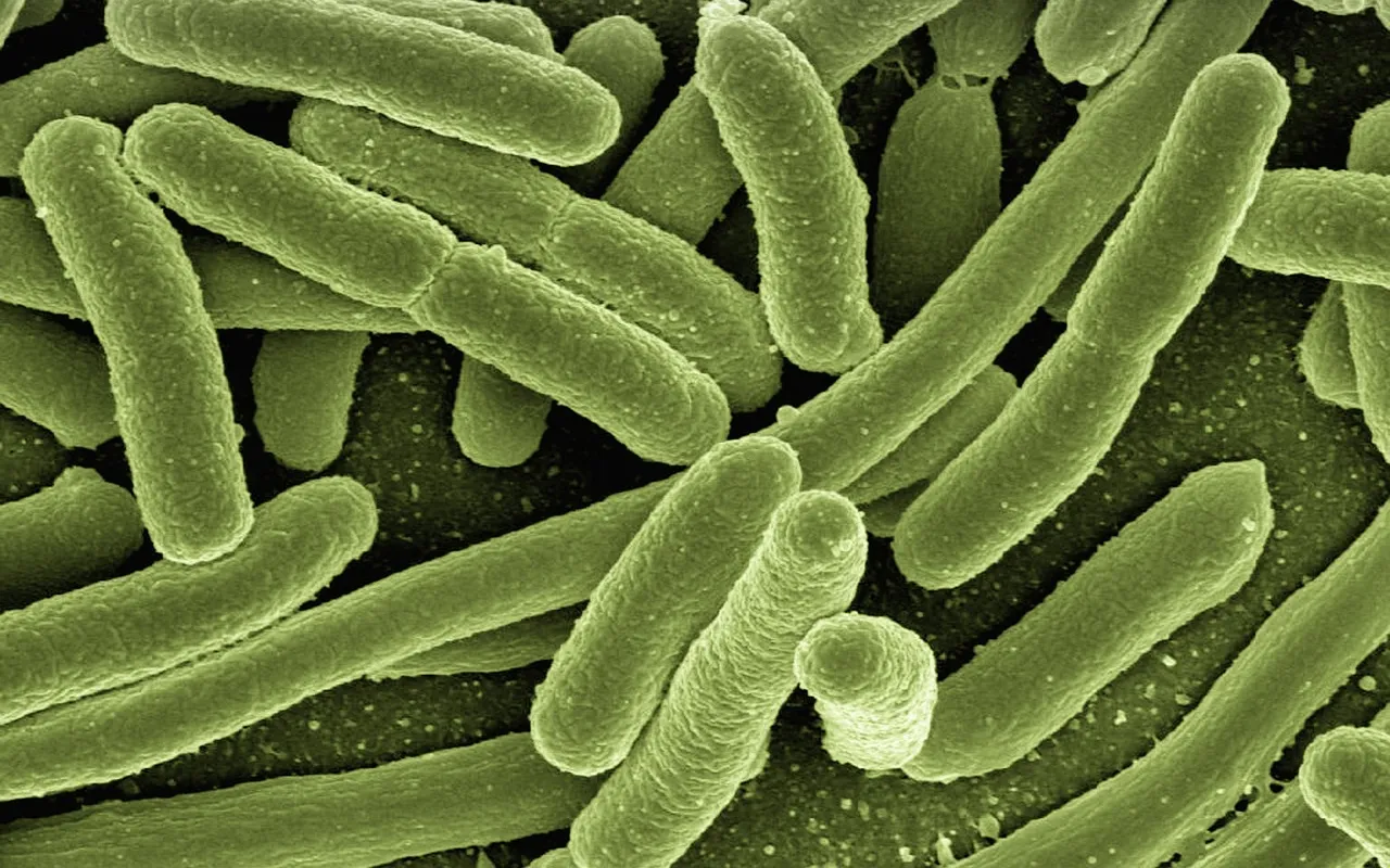 Non, le microbiote intestinal ne se résume pas à votre digestion — Ce qui fragilise notre microbiote au quotidien
